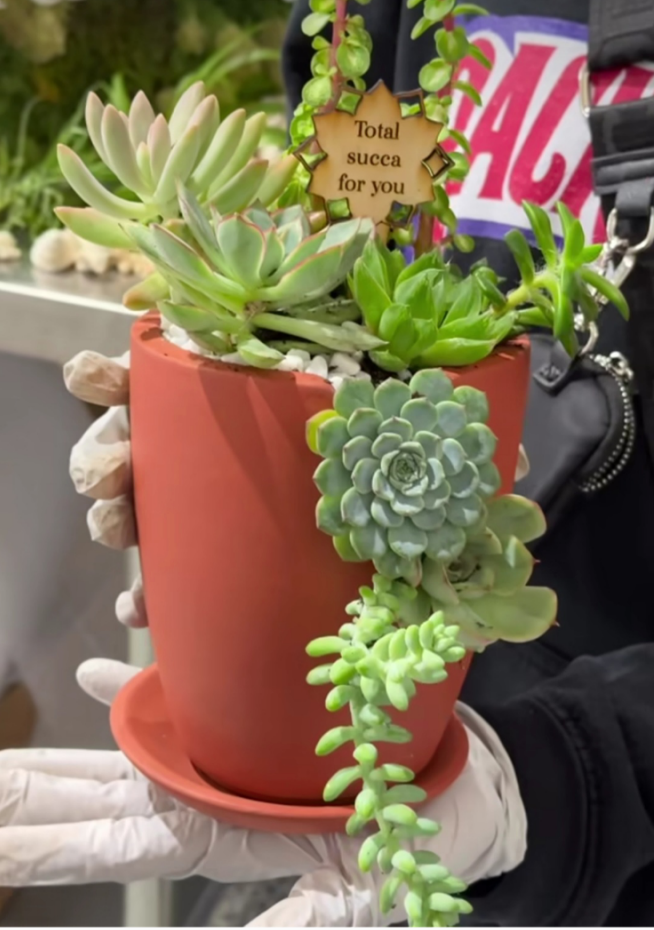 Create Your Own Spilling Succulent Arrangement Just One More Plant