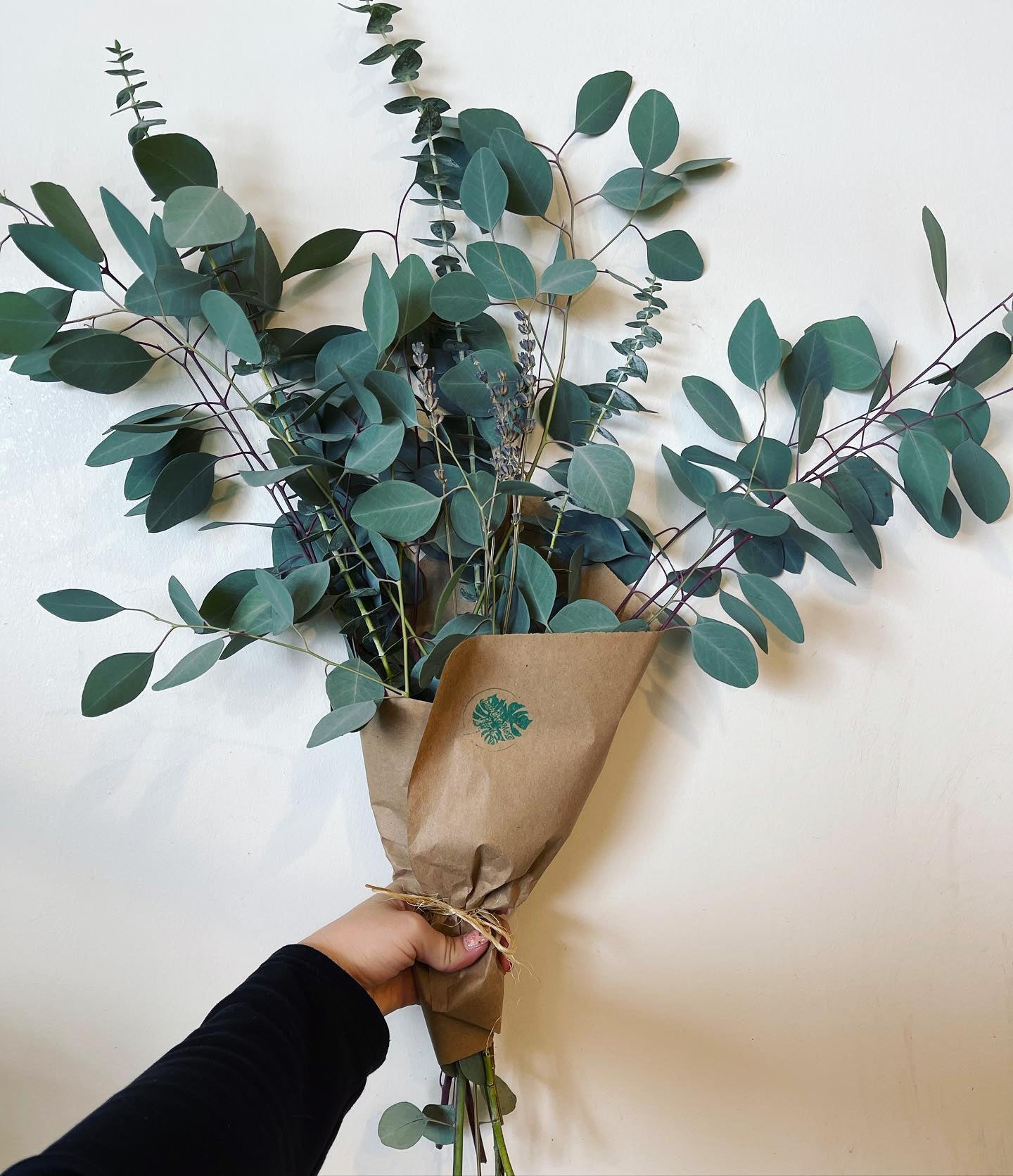 Fresh Cut' Eucalyptus Branches at Amber Olson blog